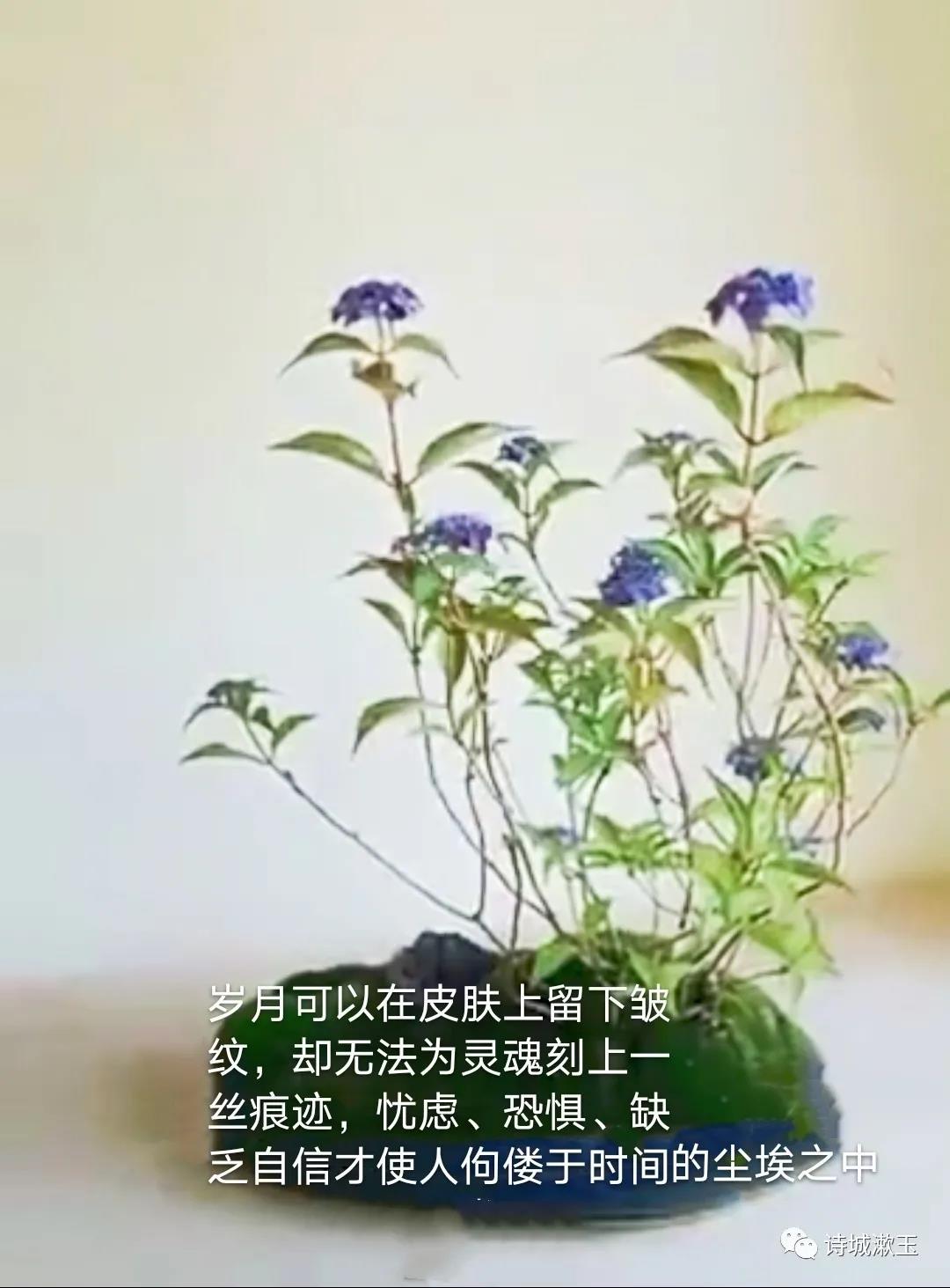 1614053084955045.jpg 6.jpg