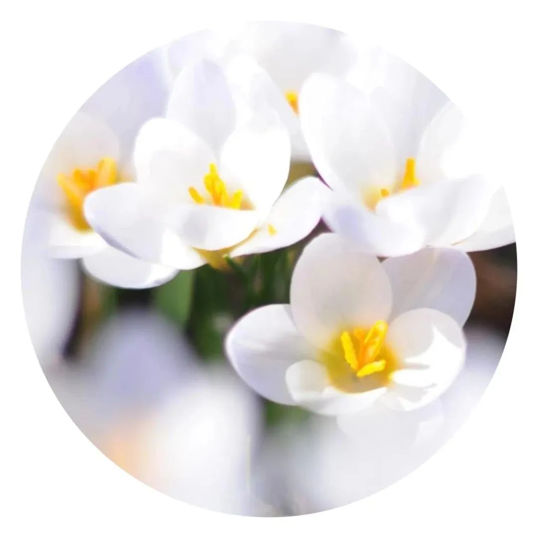 诗城漱玉 第81期 诗城漱玉 第81期